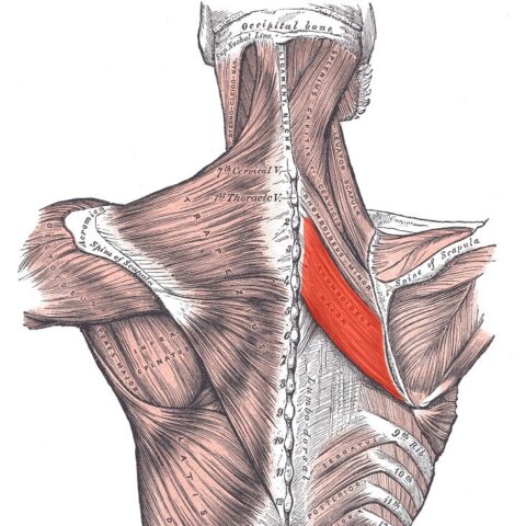 تأهيل مرضى الابهر Rhomboid`s Spasm Patints Rehab